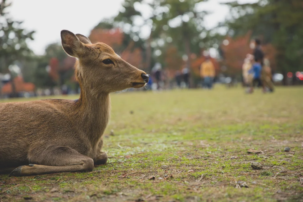 Best Places to Visit in Japan (2026 Travel Guide) nara